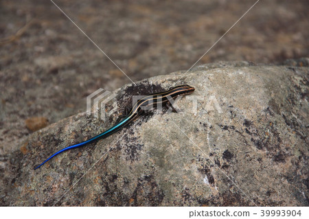 Higashi ni Hondo lizard Higashi ni Hondo lizard 39993904