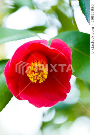 Camellia/daigokuden Camellia/daigokuden 39993980