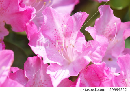 杜鵑花的花 杜鵑花的花 39994222
