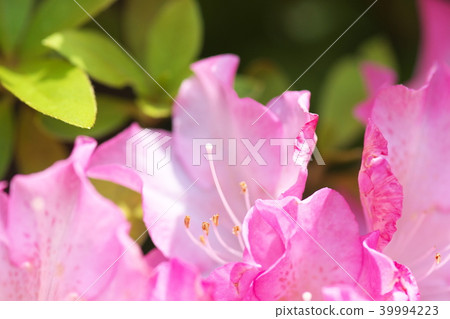 杜鵑花的花 杜鵑花的花 39994223