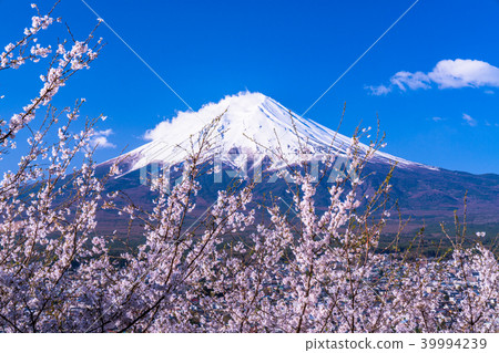 “山梨縣”富士山和櫻花盛開 39994239