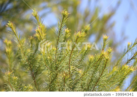 Tea tree Tea tree 39994341