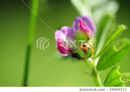 在鎌倉市Nohana瓢蟲的綠色空間 39994531