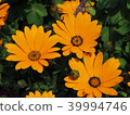 花 黃 黃色 39994746