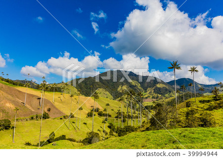 Bosque De Palma De Cera La Samaria San Felix Salamina Caldas Col Bosque De Palma De Cera La Samaria San Felix Salamina Caldas Col 39994944