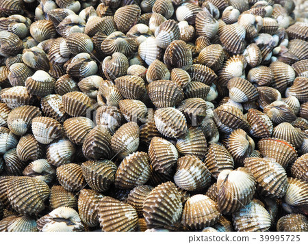 Fresh Cockle 39995725