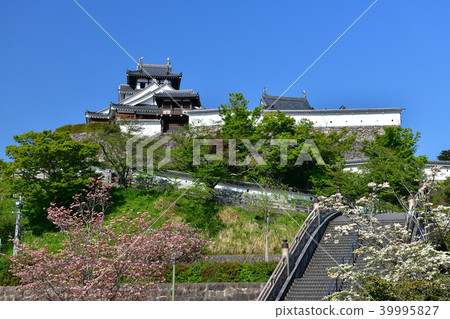 Fukuchiyama Castle in spring 39995827