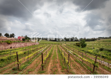 Portuguese wine fields in the Algarve. Portuguese wine fields in the Algarve. 39996049