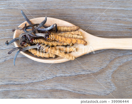 mushroom cordyceps this is a herbs mushroom cordyceps this is a herbs 39996444