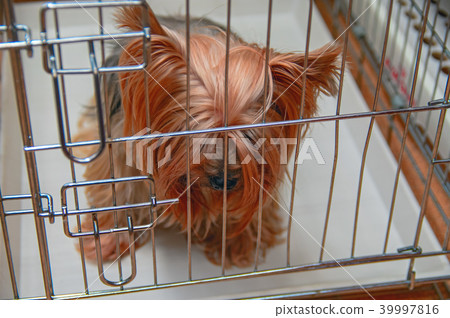 Yorkshire terrier sitting in cage with bowed head. Yorkshire terrier sitting in cage with bowed head. 39997816