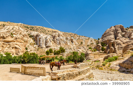 Bedouin hourses rest in the ancient city of Petra Bedouin hourses rest in the ancient city of Petra 39998905