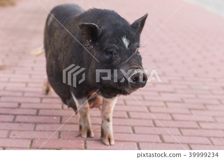 Wild black boar or pig. Wildlife in natural habitat 39999234