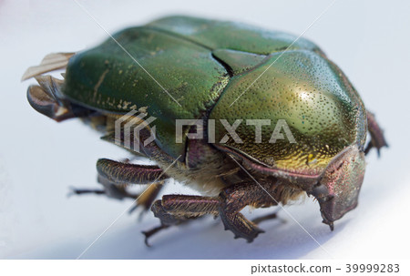 Single green rose chafer 39999283