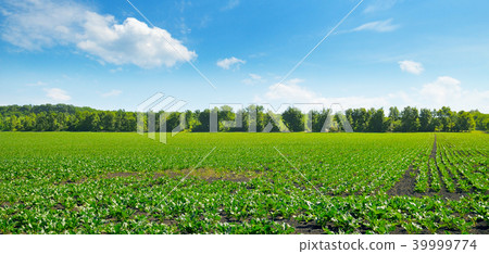 Green beet field and blue sky. Wide photo. 39999774