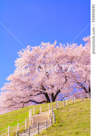 Japan's Spring Cherry blossoms in Sakitama Kofun Park Japan's Spring Cherry blossoms in Sakitama Kofun Park 39999840