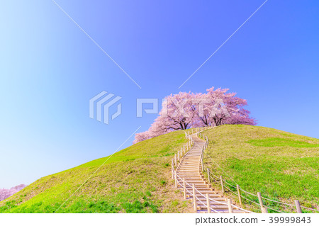 Sakitama Kofun Park的日本春天櫻花盛開 39999843