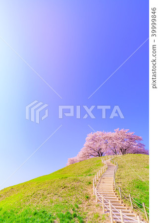 Sakitama Kofun Park的日本春天櫻花盛開 39999846