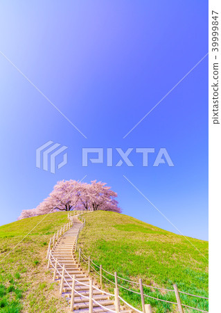 Japan's Spring Cherry blossoms in Sakitama Kofun Park Japan's Spring Cherry blossoms in Sakitama Kofun Park 39999847