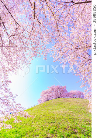 Japan's Spring Cherry blossoms in Sakitama Kofun Park 39999850
