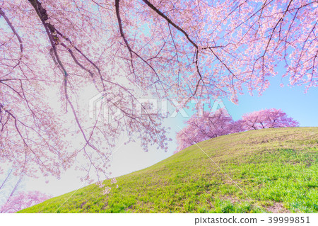 Japan's Spring Cherry blossoms in Sakitama Kofun Park Japan's Spring Cherry blossoms in Sakitama Kofun Park 39999851