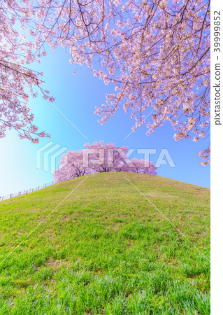 Japan's Spring Cherry blossoms in Sakitama Kofun Park 39999852