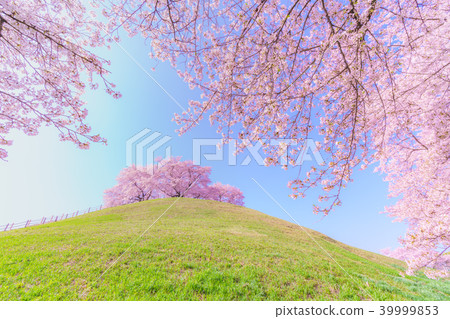 Japan's Spring Cherry blossoms in Sakitama Kofun Park 39999853