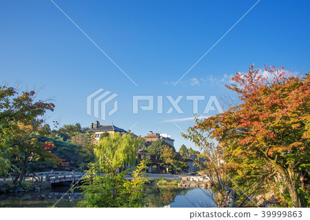 Autumn at Maruyama Park, Kyoto 39999863