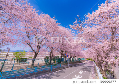 沿日野和Kinmegawa河的一排櫻花樹在日本 39999877