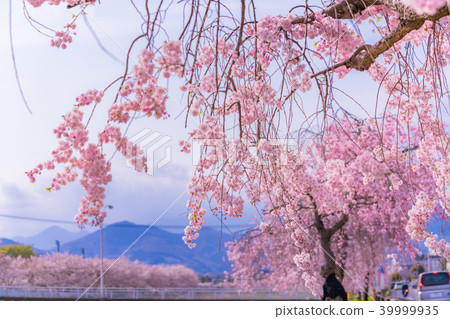 Spring Hino, Japan lined with cherry blossom trees along the Mizunashi River Spring Hino, Japan lined with cherry blossom trees along the Mizunashi River 39999935