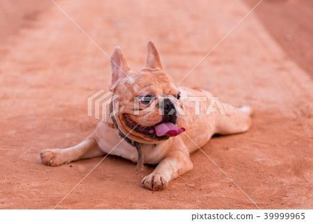 Cute french bulldog is playing in the field. Cute french bulldog is playing in the field. 39999965