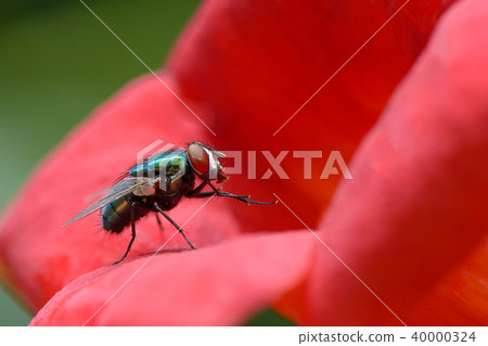 Big very beautiful blowfly on flower 40000324