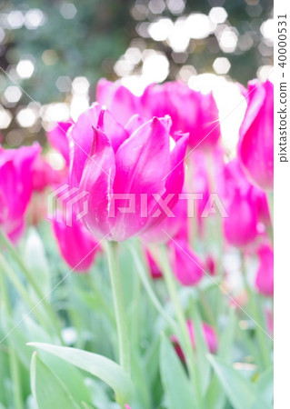 Pink tulip Pink tulip 40000531