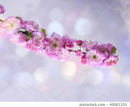 branches with pink flowers Louiseania triloba 40001320