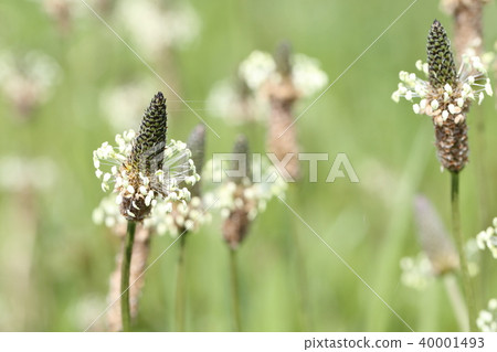 Herachakobe 40001493