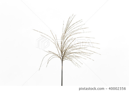 芒草 芒草 40002356
