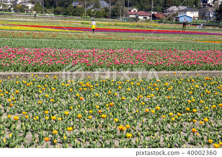Tulip field in Hamura 40002360