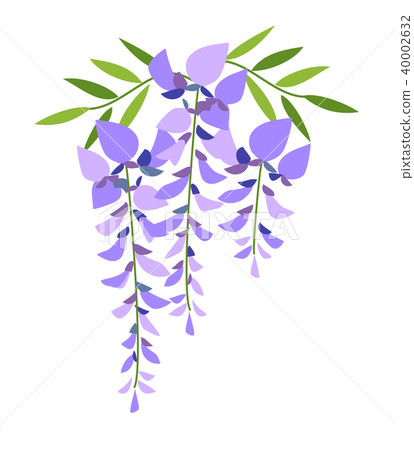 Wisteria flowers - Stock Illustration [40002632] - PIXTA