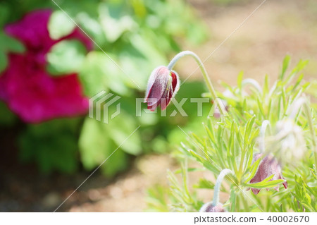 Okina grass flower Okina grass flower 40002670