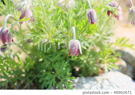 Okina grass flower Okina grass flower 40002671