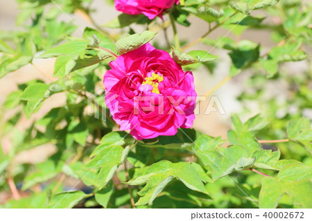 Button flower Button flower 40002672