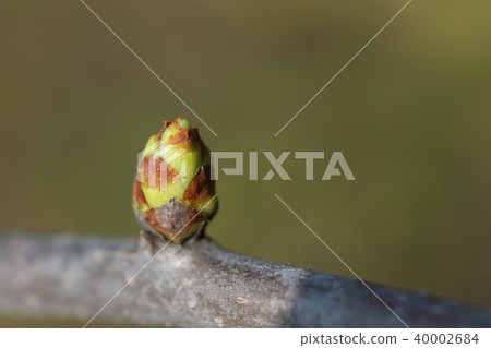 自然植物開花的鵝口瘡,冬天在3月下旬發芽。它變得綠色並且大大膨脹 自然植物開花的鵝口瘡,冬天在3月下旬發芽。它變得綠色並且大大膨脹 40002684