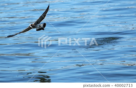 A seagull flying away with a bunker fish A seagull flying away with a bunker fish 40002713