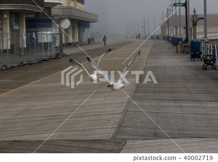 Two seagulls flying over Atlantic City Boardwalk 40002719