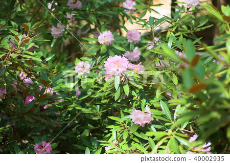 杜鵑花 40002935