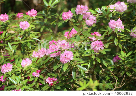 Rhododendron flower Rhododendron flower 40002952