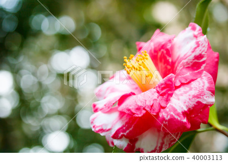 Camellia, rainbow Camellia, rainbow 40003113