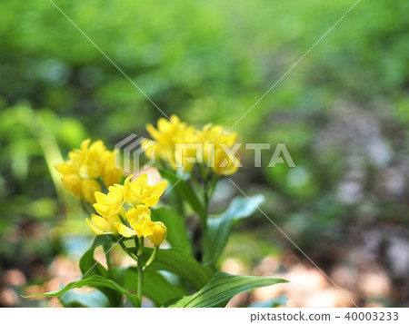 在森林地板上的華美的Kinran 在森林地板上的華美的Kinran 40003233