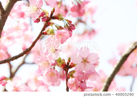 Sunshine cherry blossoms 40003290