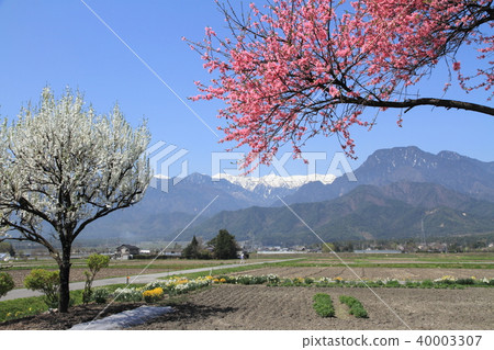 Azumino's spring Flower pink is blooming 40003307