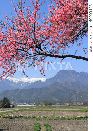Azumino's spring Flower pink is blooming 40003308